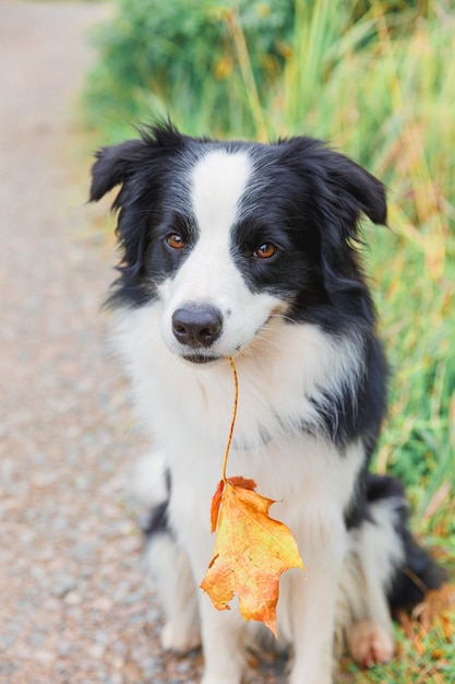 Divertente cucciolo di cane border collie con foglia d'acero arancione caduta in bocca seduto sullo sfondo del parco all'aperto. cane che fiuta le foglie autunnali durante la passeggiata. ciao autunno freddo concetto.