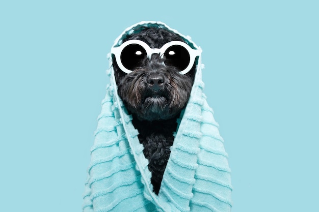 Funny puppy dog summer Poodle puppy wrapped with a towel Isolated on blue background