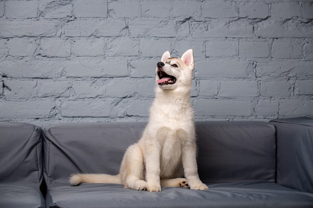 Foto divertente cucciolo di razza husky età 2,5 mesi di colore chiaro su un divano grigio a casa su un muro di mattoni