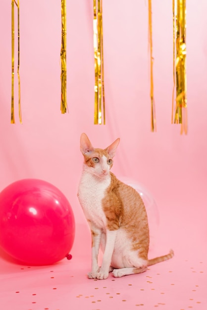 Funny purebred cat cornish rex for a birthday with balloons and a gift on a pink background