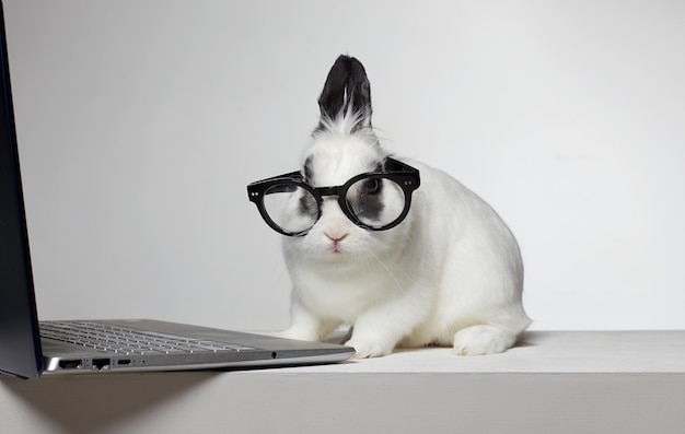 Funny rabbit with computer animal business