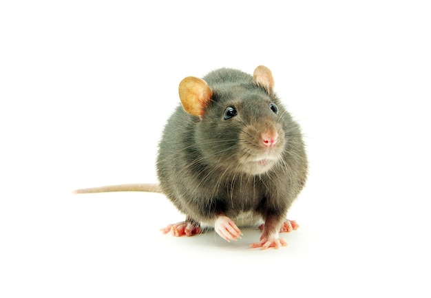 Funny rat isolated on white background