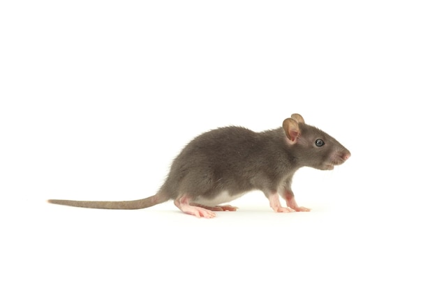 Funny rat isolated on white background