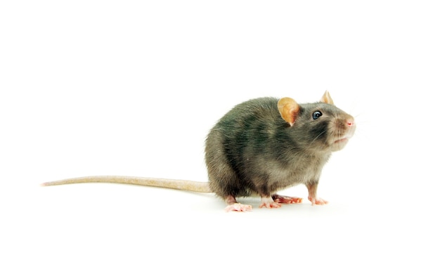 Funny rat  isolated on white