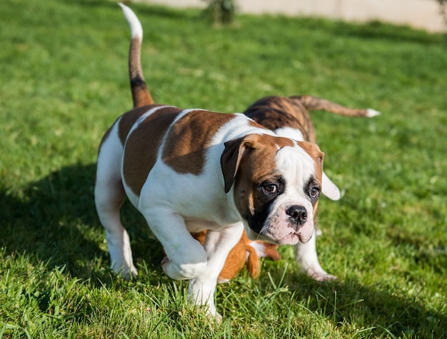 面白い赤いアメリカンブルドッグの子犬が走っています。