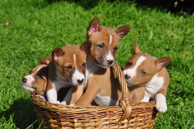 Funny red Basenji dogs puppy in the basket on green grass