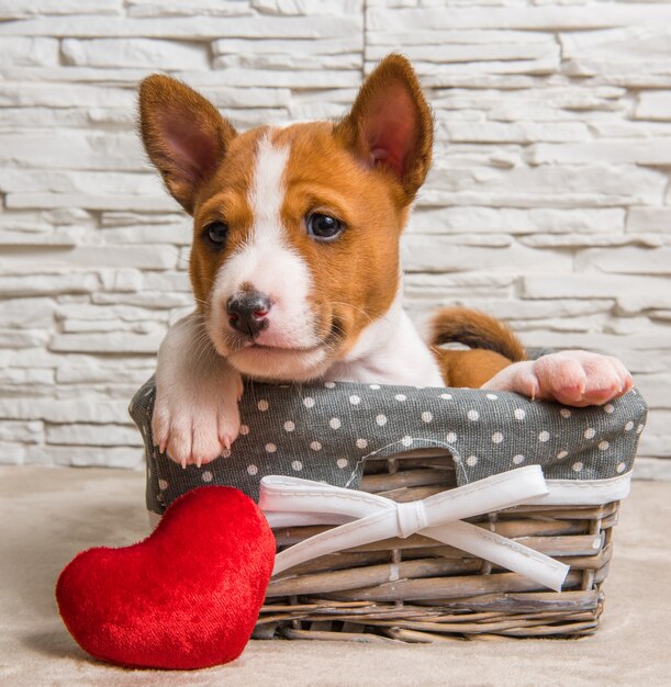 Funny red Basenji puppy dog in the basket with red heart