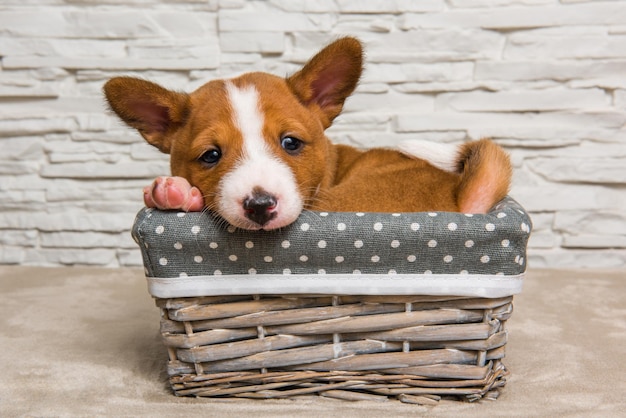 かごの中の面白い赤いバセンジーの子犬の犬