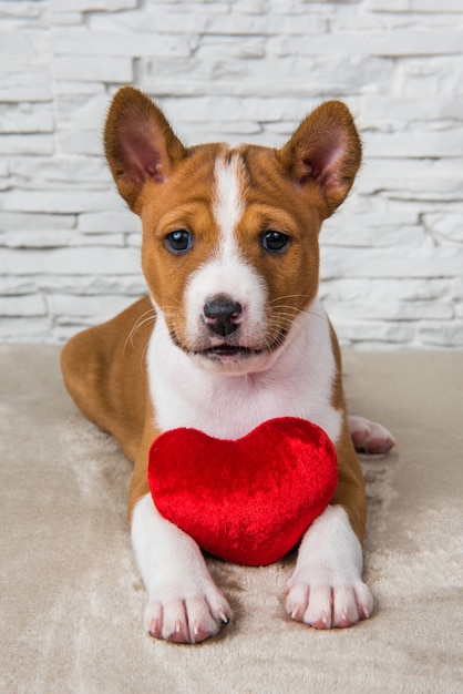 赤い小さな心を持つ面白い赤いバセンジー子犬犬