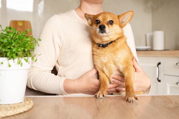 女性の腕の中で面白い赤い犬が台所のテーブルに座って昼食を待っています