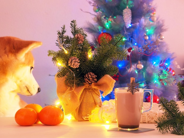 Funny red dog on the chair under the Christmas tree looks at the Christmas light