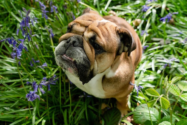 Funny red englishbritish bulldog dog looking up and sitting in\
the bluebells on spring hot sunny day