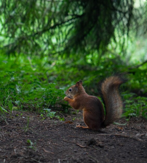 Funny red-haired squirrel looks for nuts and eats them