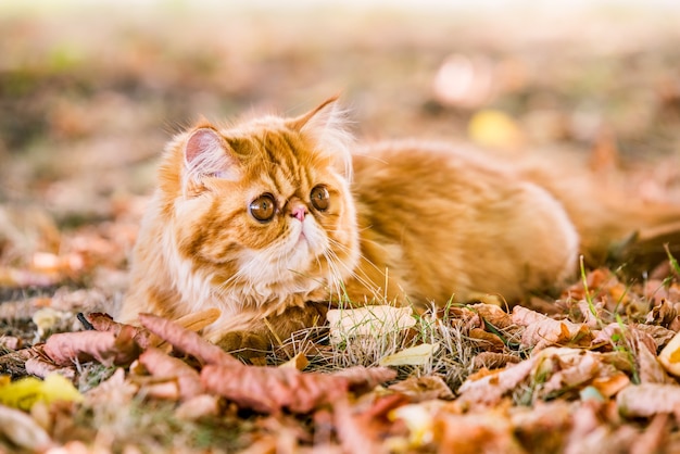 落ち葉と秋の背景の面白い赤いペルシャ猫