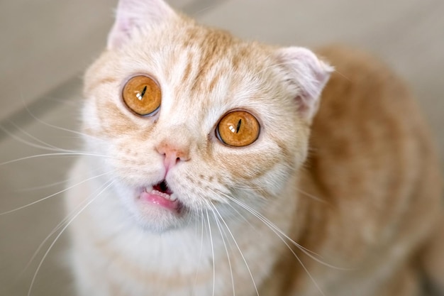 Funny red scottish fold cat portrait looking shocked or surprised orange striped pet looking up