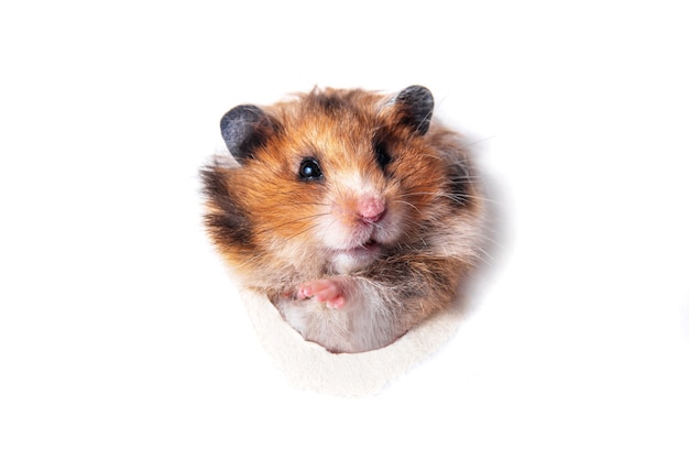 Funny red Syrian hamster peeps through paper hole