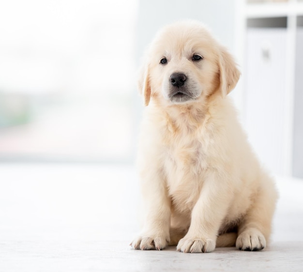 面白いレトリバーの子犬