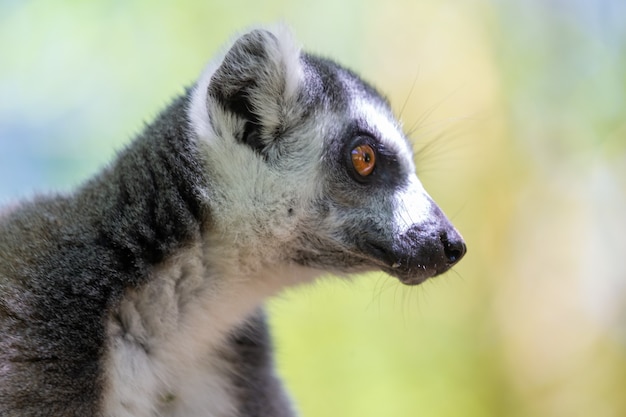 Foto un divertente lemure dalla coda ad anelli nel suo ambiente naturale.