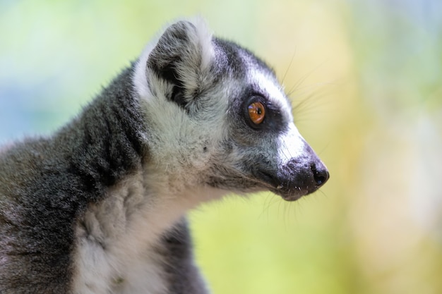 A funny ring-tailed lemur in its natural environment