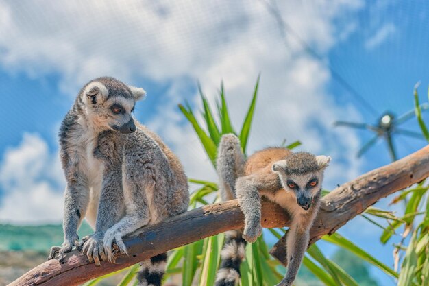 Divertenti lemuri dalla coda ad anelli in uno zoo di contatto