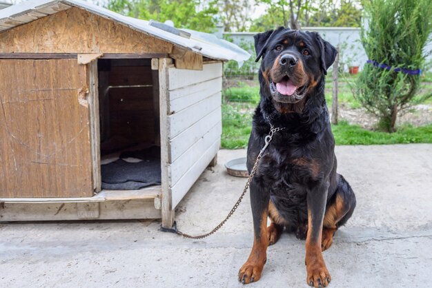 Funny rottweiler