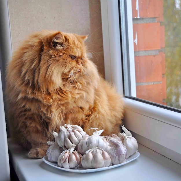 Funny round cat sitting on a windowsill with garlic