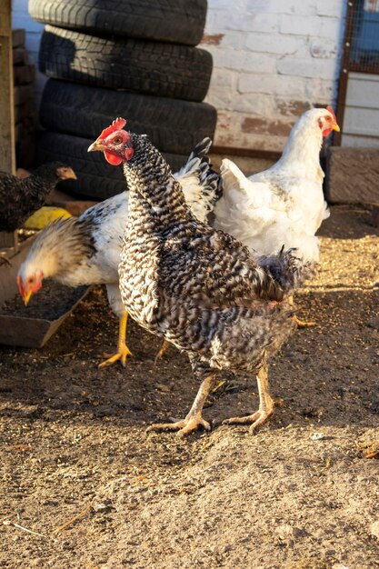 Funny running chicken in bio farm