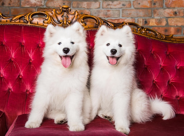 Funny Samoyed dogs on the red luxury couch