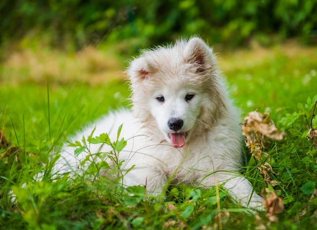 Funny Samoyed puppy dog in the garden on the grass