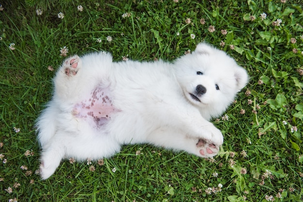 Photo funny samoyed puppy dog top view in the garden