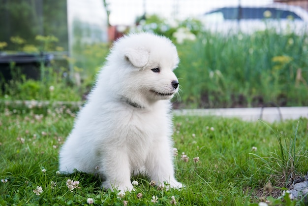 緑の草の上の面白いサモエド子犬