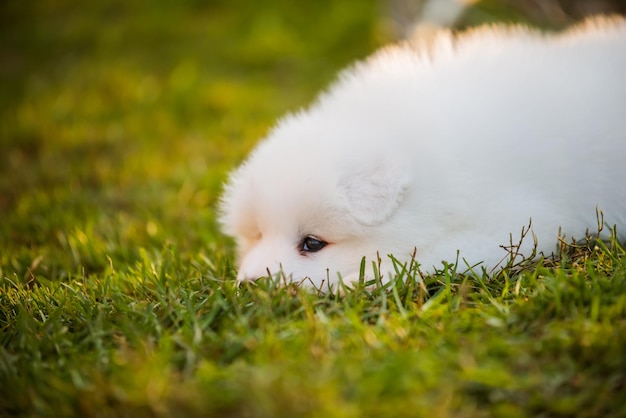 緑の草の上の面白いサモエド子犬