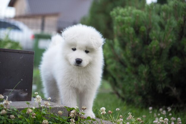 緑の草の上の面白いサモエド子犬