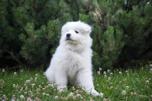 緑の草の上の面白いサモエド子犬