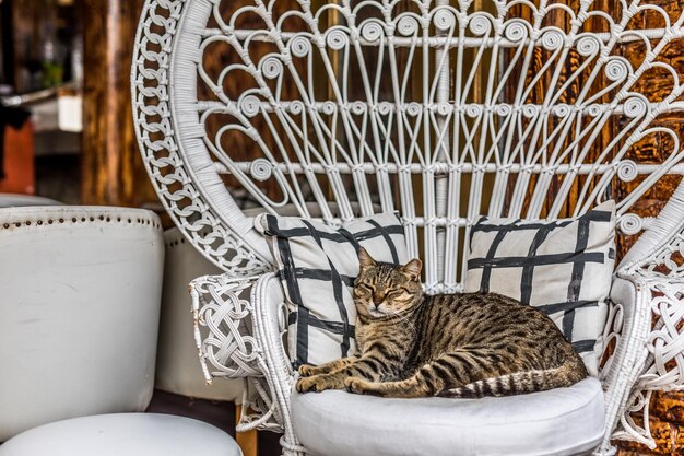 재미있는 장면, 의자에서 자고 있는 고양이, 게으른 고양이 개념, 편안함의 상징