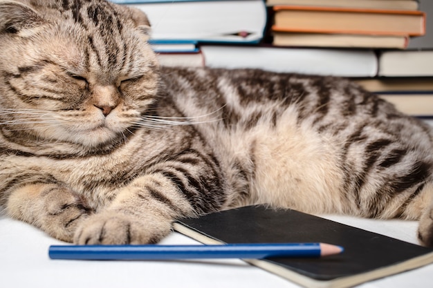 Photo funny scottish fold cat doing homework, she was tired and fell asleep among the study books