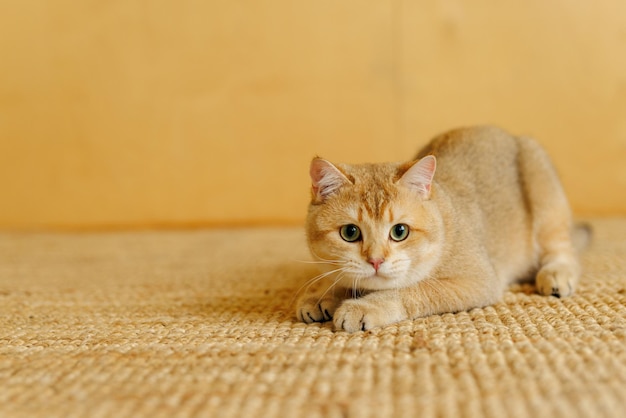 Забавная шотландская кошка с красивыми большими глазами