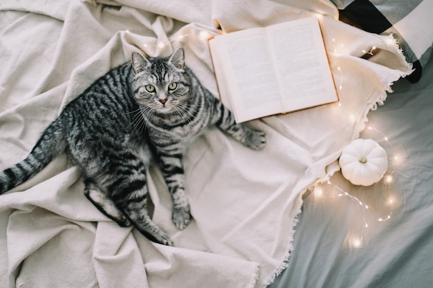 Funny Scottish straight cat lying on the blanket in bed at home