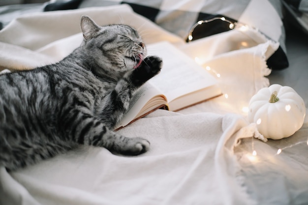 К чему снится домашний кот