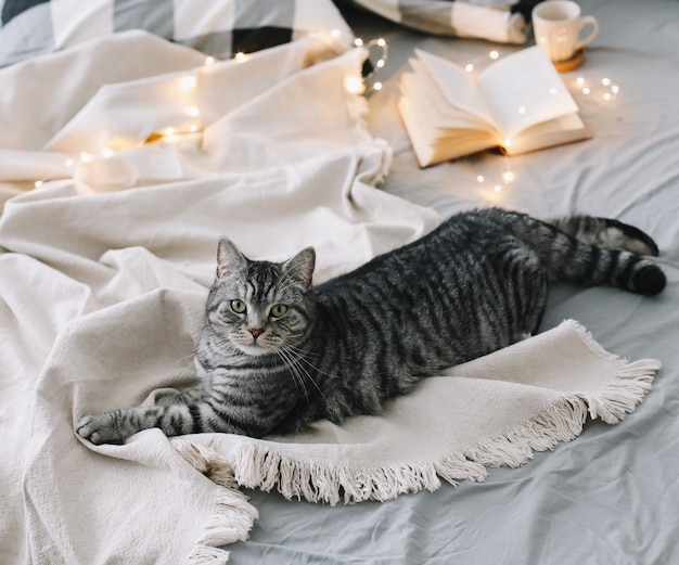 funny scottish straight cat lying on the blanket in a cozy bed at home