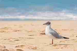 Фото Забавная чайка, гуляющая по песчаному пляжу. концепция орнитологии и птичьего взгляда.