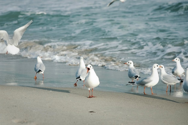 Забавные чайки на берегу моря.