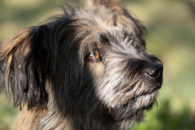 横を向いている面白い毛むくじゃらの犬。