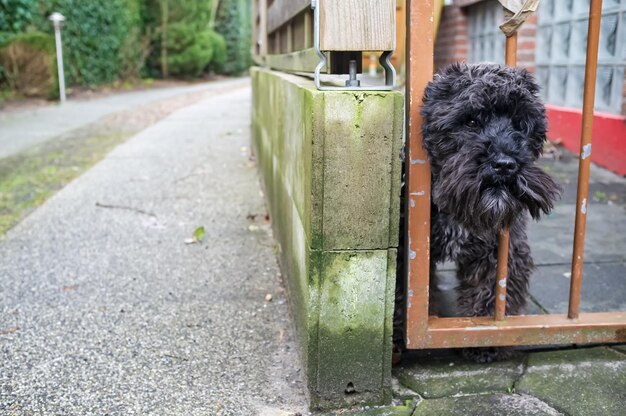 Funny shaggy dog a schnauzer with a head sticking out of a metal gate in the yard