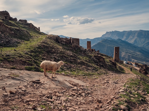 Funny sheep on the background of the abandoned village of Goor. A lone sheep stares at a group of tourists. Dagestan.