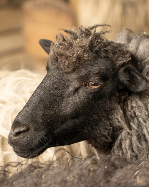 Funny sheep Portrait of a sheep closeup