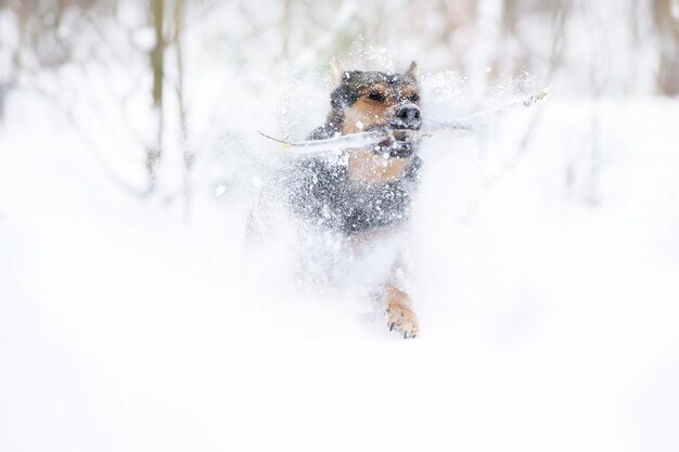 Funny shepherd dog plays in the winter in the snow German shepherd dog on a winter day