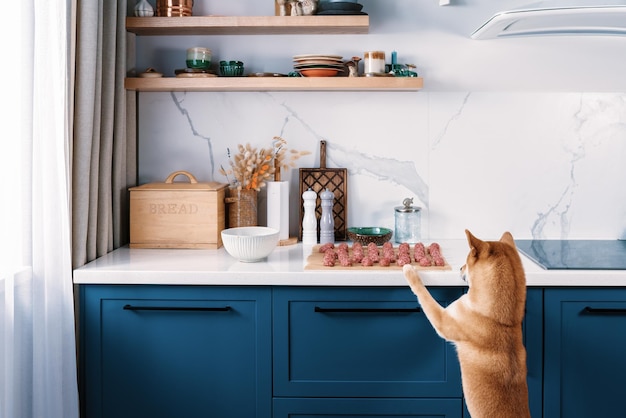 funny shiba inu dog wants to steal one meatball in absence of her owners funny pets on the kitchen
