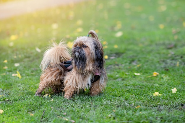 Funny Shihtzu out for a walk in Autumn cheely day