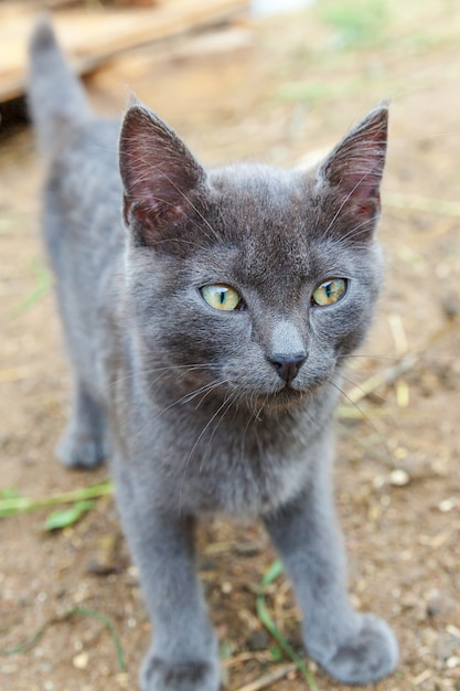 おかしいショートヘアの国内灰色の子猫。夏の日に庭で野外を歩いているイギリスの猫。ペットケアの健康と動物のコンセプト家族の新しい素敵なメンバー